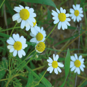 camomille matricaire