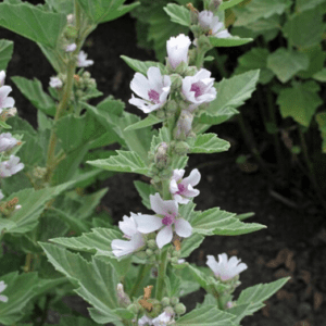 guimauve officinale