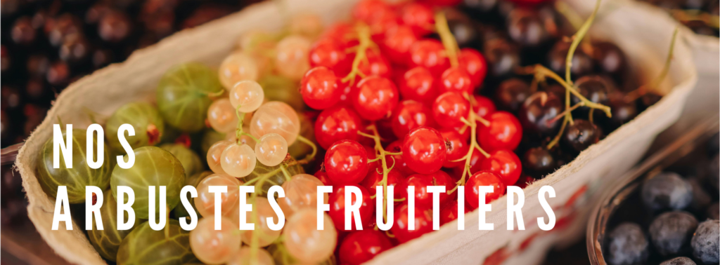 Nos arbustes fruitiers