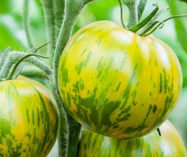 green zebra